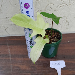 #D58 Philodendron Florida Ghost - NON TC