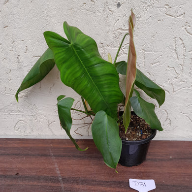 #D31 Philodendron Sharoniae