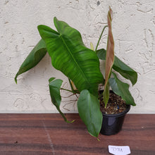 Load image into Gallery viewer, #D31 Philodendron Sharoniae