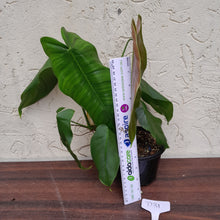 Load image into Gallery viewer, #D31 Philodendron Sharoniae