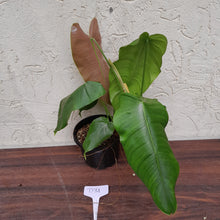Load image into Gallery viewer, #D31 Philodendron Sharoniae