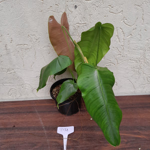 #D31 Philodendron Sharoniae