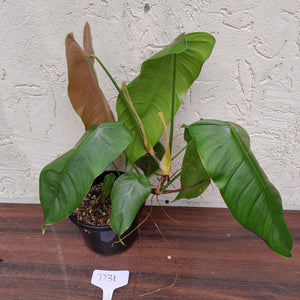 #D31 Philodendron Sharoniae