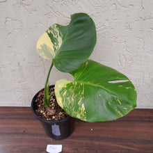 Load image into Gallery viewer, #D41 Yellow Monstera Thai Constellation