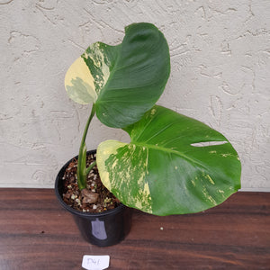 #D41 Yellow Monstera Thai Constellation