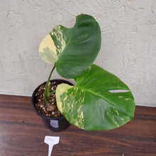 Load image into Gallery viewer, #D41 Yellow Monstera Thai Constellation