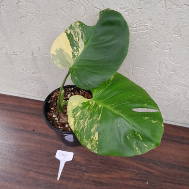 #D41 Yellow Monstera Thai Constellation
