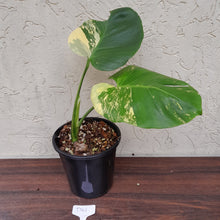Load image into Gallery viewer, #D41 Yellow Monstera Thai Constellation