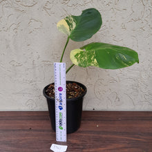 Load image into Gallery viewer, #D41 Yellow Monstera Thai Constellation