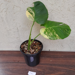 #D41 Yellow Monstera Thai Constellation