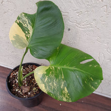 Load image into Gallery viewer, #D41 Yellow Monstera Thai Constellation