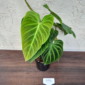 #D54 Philodendron Splendid and Philodendron Verrucosum