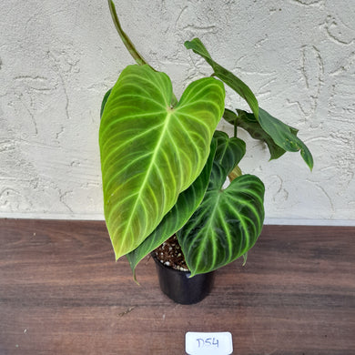 #D54 Philodendron Splendid and Philodendron Verrucosum