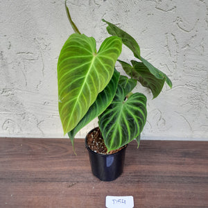 #D54 Philodendron Splendid and Philodendron Verrucosum