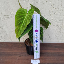 Load image into Gallery viewer, #D54 Philodendron Splendid and Philodendron Verrucosum
