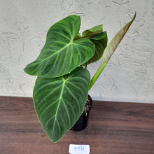 Load image into Gallery viewer, #D54 Philodendron Splendid and Philodendron Verrucosum