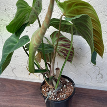 Load image into Gallery viewer, #D54 Philodendron Splendid and Philodendron Verrucosum