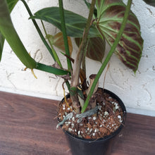 Load image into Gallery viewer, #D54 Philodendron Splendid and Philodendron Verrucosum