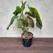 Load image into Gallery viewer, #D54 Philodendron Splendid and Philodendron Verrucosum