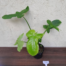 Load image into Gallery viewer, #D66 Philodendron Rothschuhianum