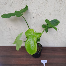 Load image into Gallery viewer, #D66 Philodendron Rothschuhianum