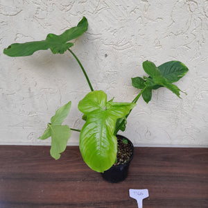 #D66 Philodendron Rothschuhianum