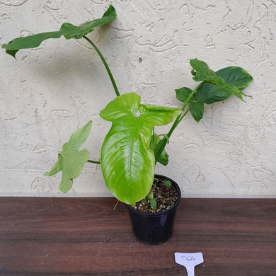 #D66 Philodendron Rothschuhianum