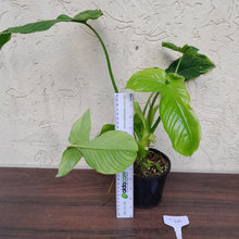 Load image into Gallery viewer, #D66 Philodendron Rothschuhianum