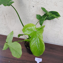 Load image into Gallery viewer, #D66 Philodendron Rothschuhianum