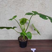 Load image into Gallery viewer, #D66 Philodendron Rothschuhianum