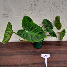 Load image into Gallery viewer, #D5 Philodendron Verrucosum