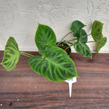 Load image into Gallery viewer, #D5 Philodendron Verrucosum