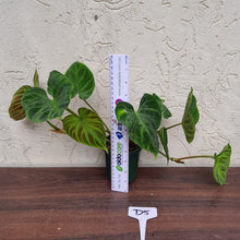 Load image into Gallery viewer, #D5 Philodendron Verrucosum