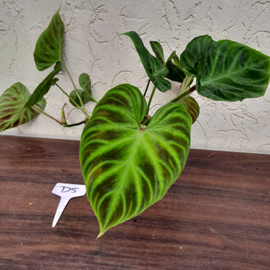 #D5 Philodendron Verrucosum