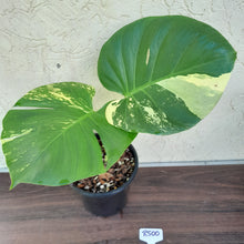 Load image into Gallery viewer, #R500 Yellow Monstera Thai Constellation