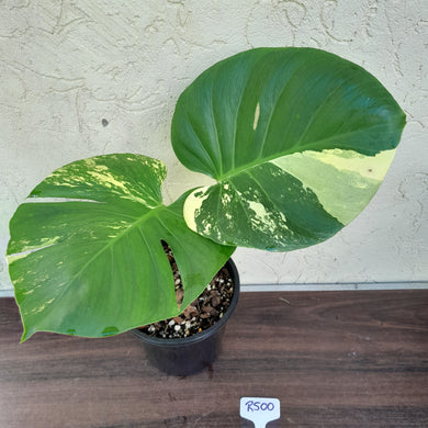 #R500 Yellow Monstera Thai Constellation
