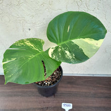 Load image into Gallery viewer, #R500 Yellow Monstera Thai Constellation