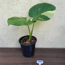Load image into Gallery viewer, #R500 Yellow Monstera Thai Constellation