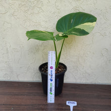 Load image into Gallery viewer, #R500 Yellow Monstera Thai Constellation