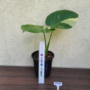 #R500 Yellow Monstera Thai Constellation