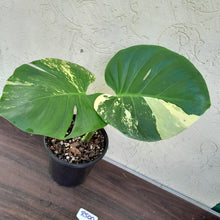 Load image into Gallery viewer, #R500 Yellow Monstera Thai Constellation