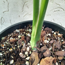 Load image into Gallery viewer, #R500 Yellow Monstera Thai Constellation