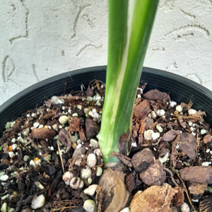 #R500 Yellow Monstera Thai Constellation