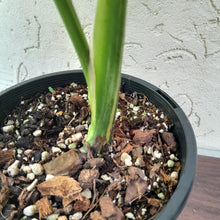 Load image into Gallery viewer, #R500 Yellow Monstera Thai Constellation