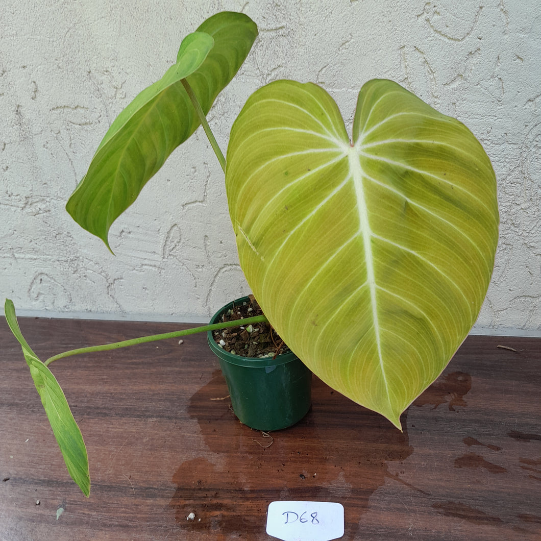 #D68 Philodendron Glorious
