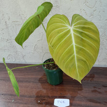 Load image into Gallery viewer, #D68 Philodendron Glorious