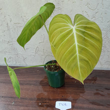 Load image into Gallery viewer, #D68 Philodendron Glorious