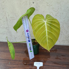 Load image into Gallery viewer, #D68 Philodendron Glorious