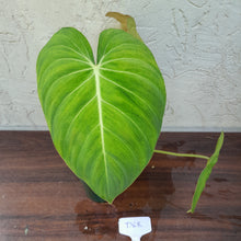 Load image into Gallery viewer, #D68 Philodendron Glorious