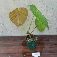 Load image into Gallery viewer, #D68 Philodendron Glorious